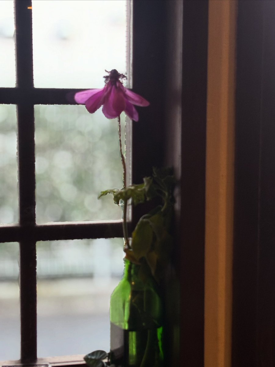 芝原チヤコ tweet media