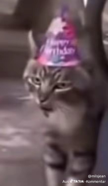 Shadow 🤍 tweet media