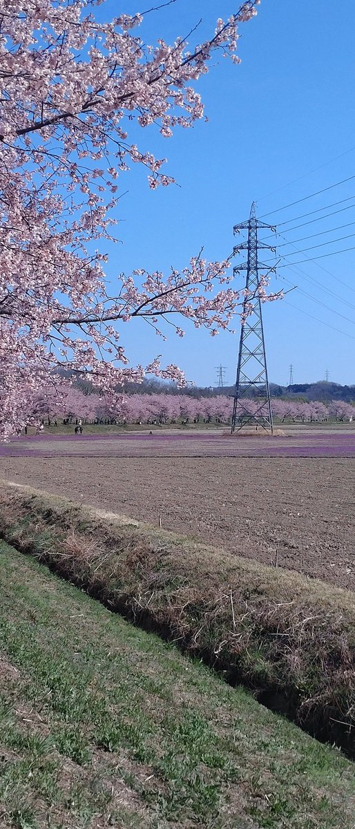 cibisuke2325's tweet photo. 埼玉の北坂戸からバスで行く北浅羽桜堤公園は安行寒桜が満開です。全長何kmあるのか、とにかく長〜くて圧巻でした🌸
猫ちゃんいました〜🐈‍⬛
いつもいるのかな。

#北浅羽桜堤公園
#北坂戸
#桜満開 https://t.co/96l8UTG9kV