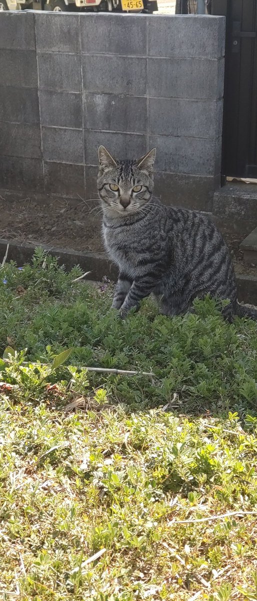 cibisuke2325's tweet photo. 埼玉の北坂戸からバスで行く北浅羽桜堤公園は安行寒桜が満開です。全長何kmあるのか、とにかく長〜くて圧巻でした🌸
猫ちゃんいました〜🐈‍⬛
いつもいるのかな。

#北浅羽桜堤公園
#北坂戸
#桜満開 https://t.co/96l8UTG9kV