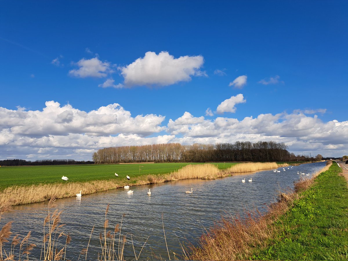 hoekzema59's tweet photo. https://t.co/vg4ZjMIaIm #zwanenmeer, op roet tussen #elst &amp; #homoet zwanen houden van #delinge https://t.co/JJGs3xKM4I