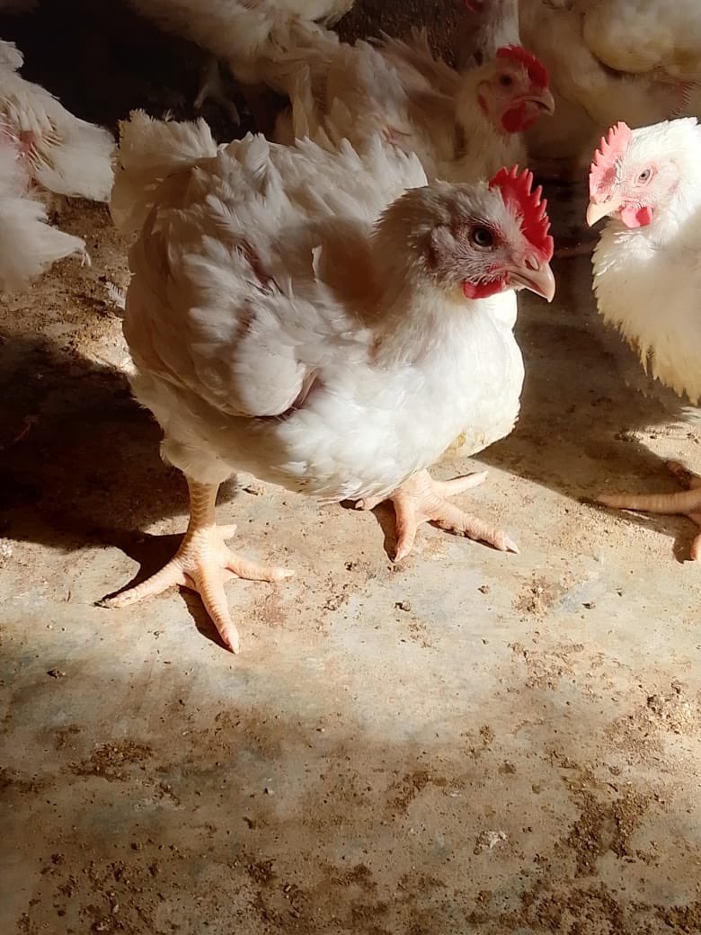 el_uthmaan's tweet photo. Rams too expensive? No wahala!  

Our Sallah chickens are here to save the day 
₦13,000 – ₦15,000 only  

We slaughter, dress & deliver anywhere for you within Kaduna.  

Your Sallah stew, suya, peppersoup & family vibe sorted!  

Call/WhatsApp 0803 185 7412

Let's make this Eid sweet & affordable!