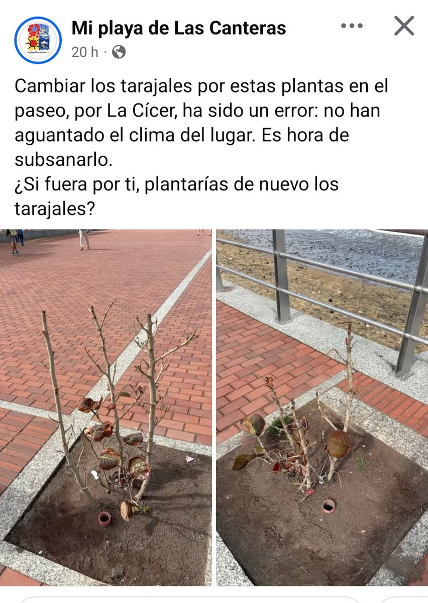 LosVigilantesDeLosÁrboles tweet media