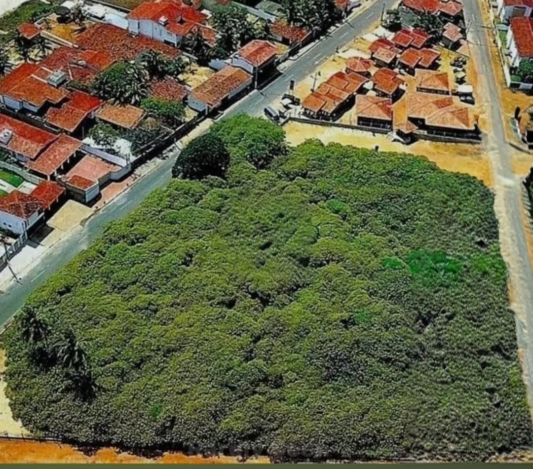 AndredeVegte777's tweet image. This is most likely,
the biggest tree in the world.
One 8000² Cashew tree.
#Impressive