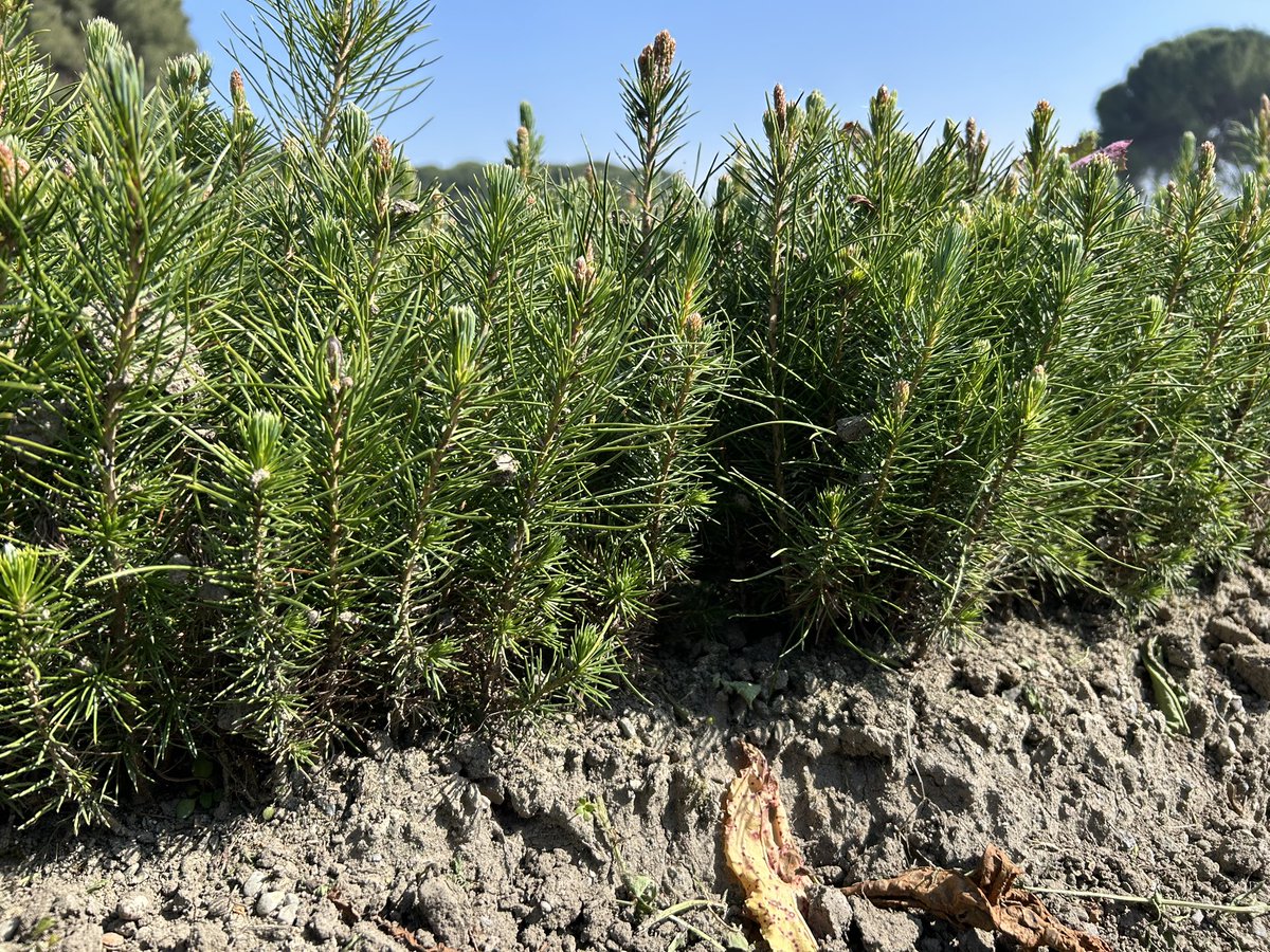 Orman Genel Müdürlüğü tweet media