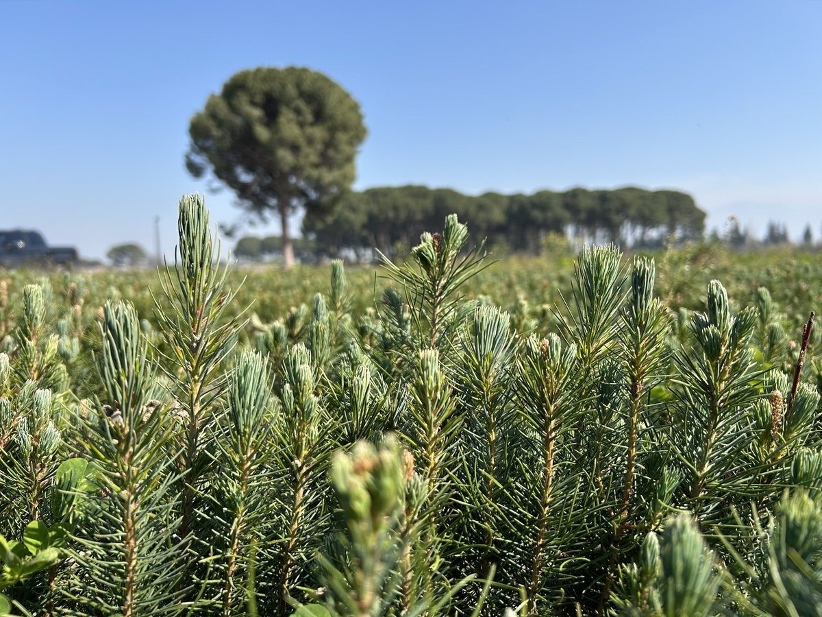 Orman Genel Müdürlüğü tweet media