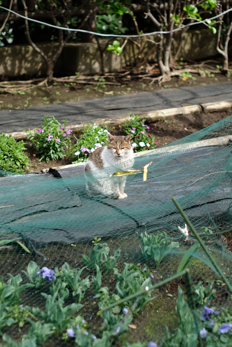 夜ꢶ久̤̯一ꪾ (やく はじめ) tweet media