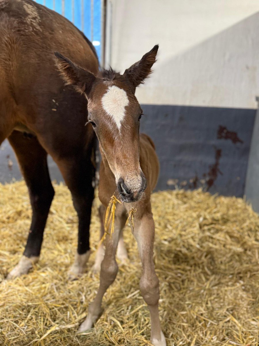 Srf Stable tweet media