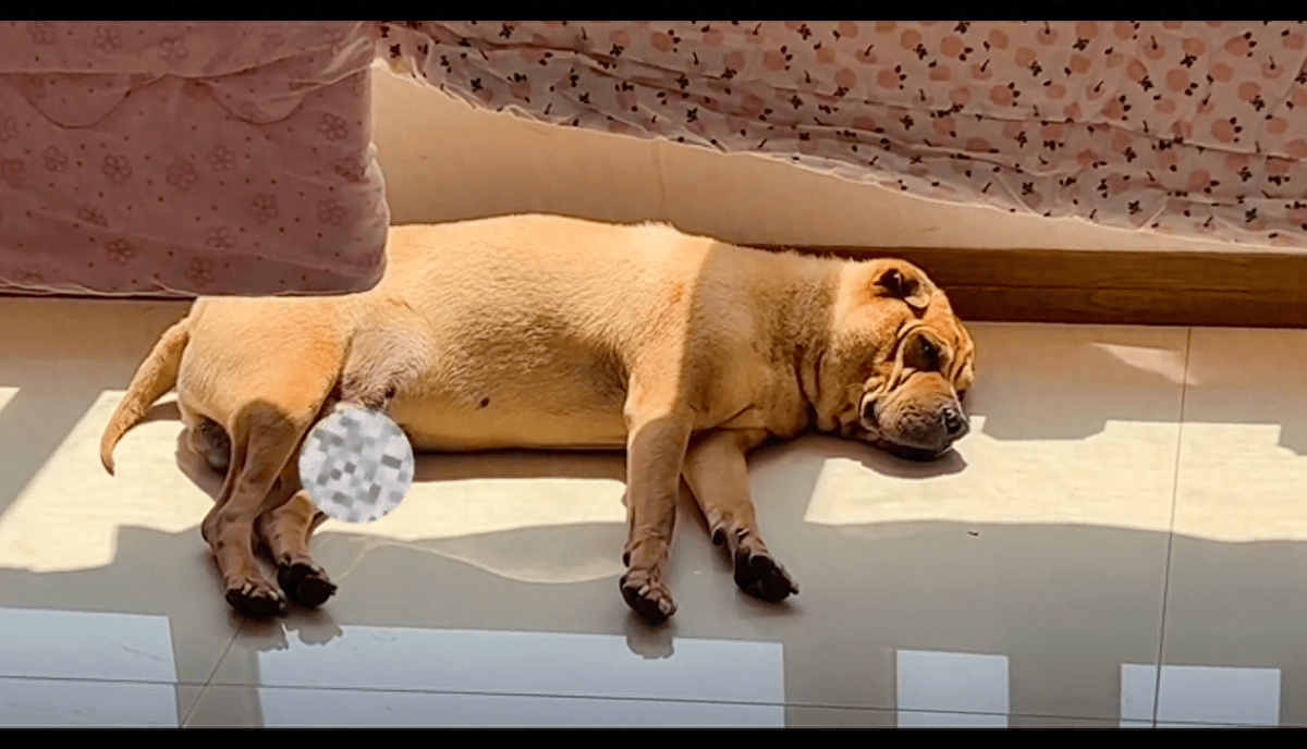 MadsenKatrine's tweet image. "Paws make the longest, softest hugs.  #PetLove #PawHugs"