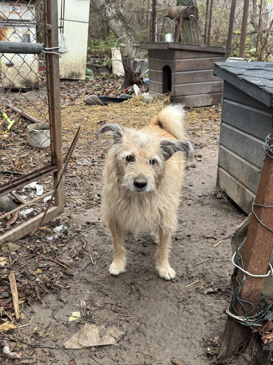 Ніка tweet media