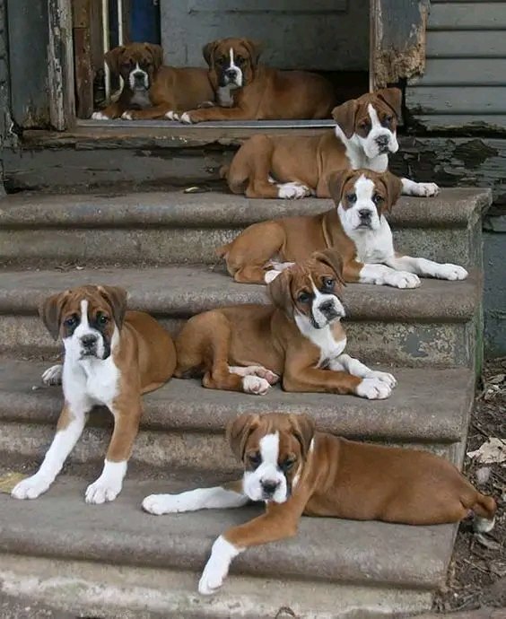 Boxer Heaven tweet media