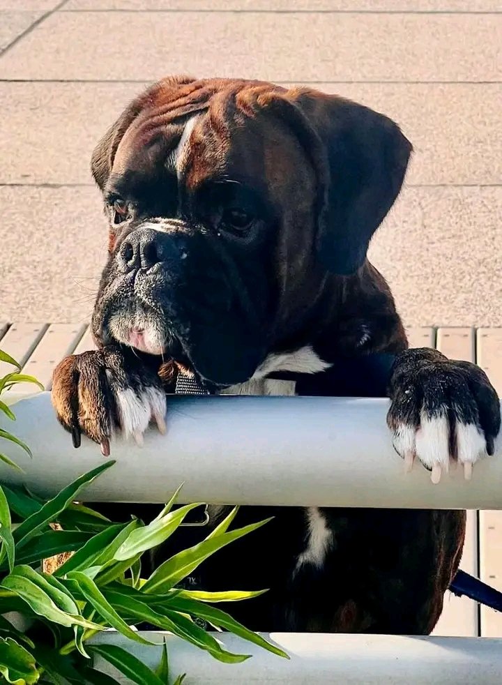 Boxer Heaven tweet media