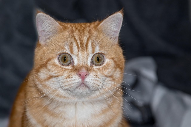 Susan Afseth tweet media