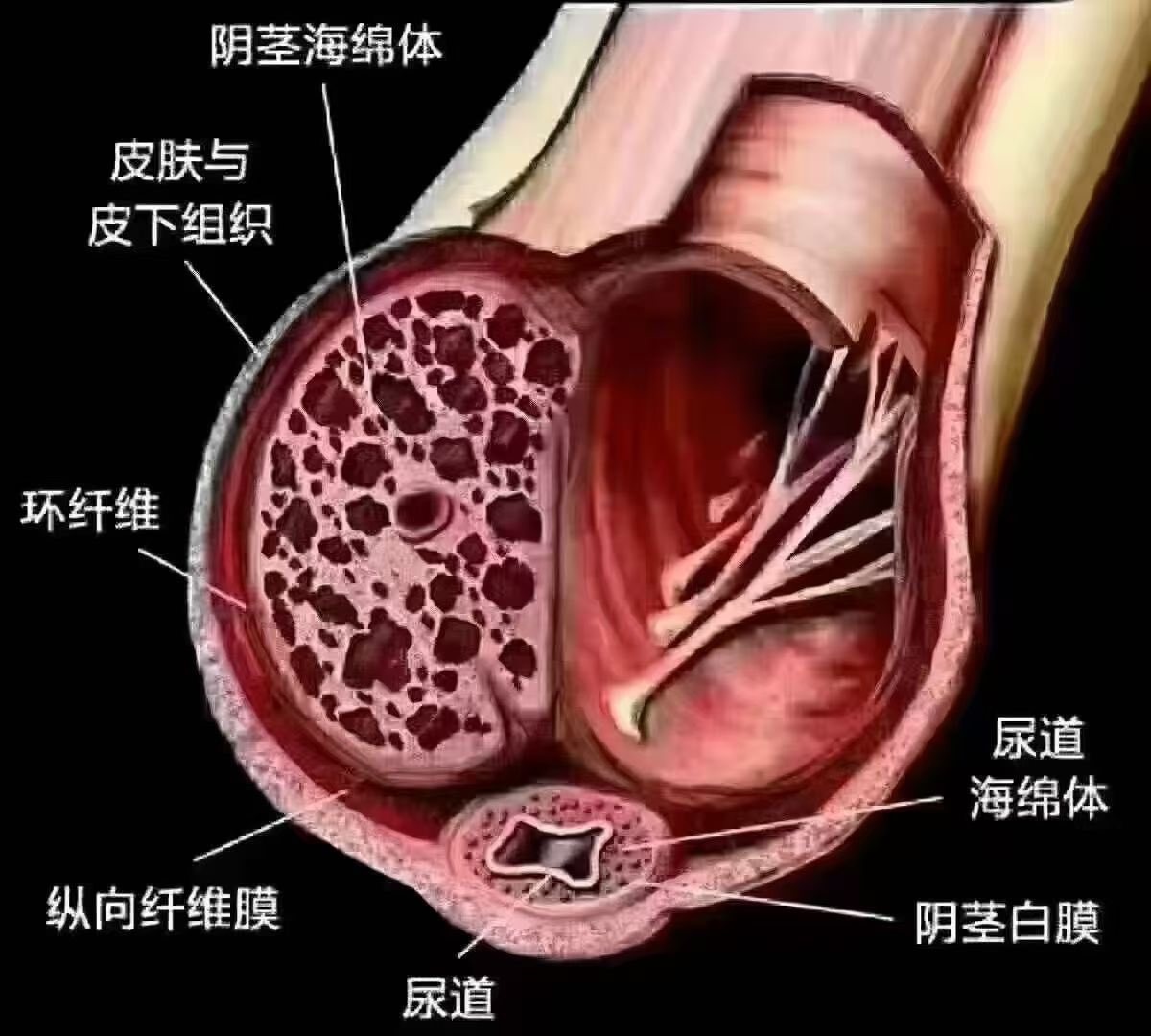 tinxn1825531's tweet photo. #前列腺常见问题有前列腺炎、前列腺增生、前列腺癌等。前列腺炎症状包括尿频、尿急、尿痛、会阴部坠胀不适等，若不及时治疗，可能影响生殖功能，导致不育，还会造成性功能障碍，影响生活质量。前列腺增生多见于中老年男性，主要症状为排尿困难、尿不尽、夜尿增多等，长期可引发膀胱结石、肾积水等等。 https://t.co/19QF1mZCh1