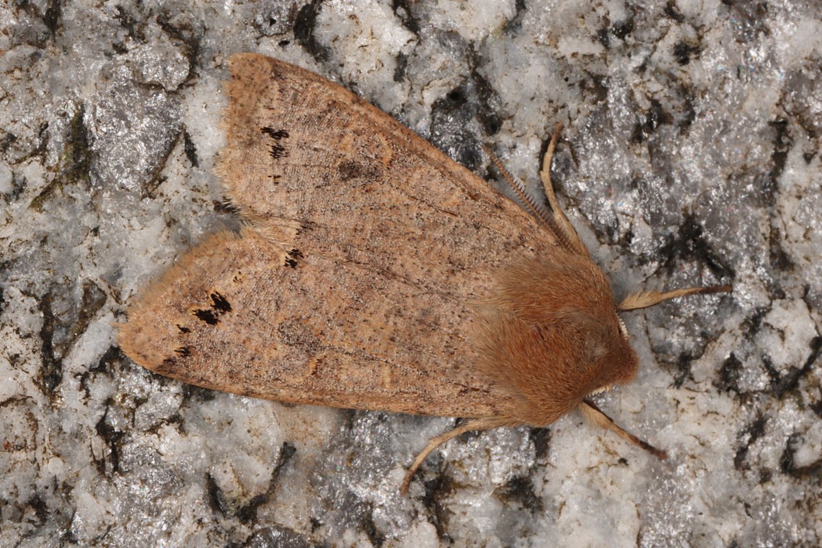 David Emley tweet media