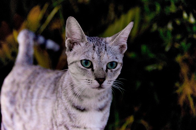 Fior Perez tweet media