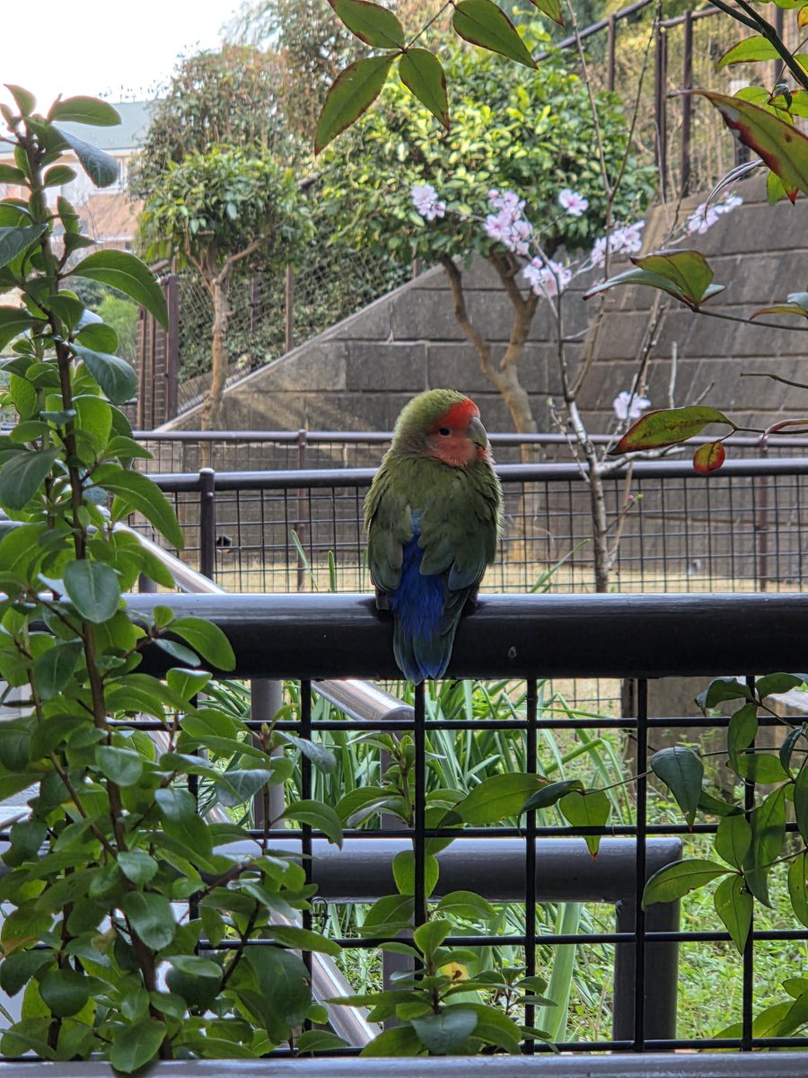 月影丸 tweet media