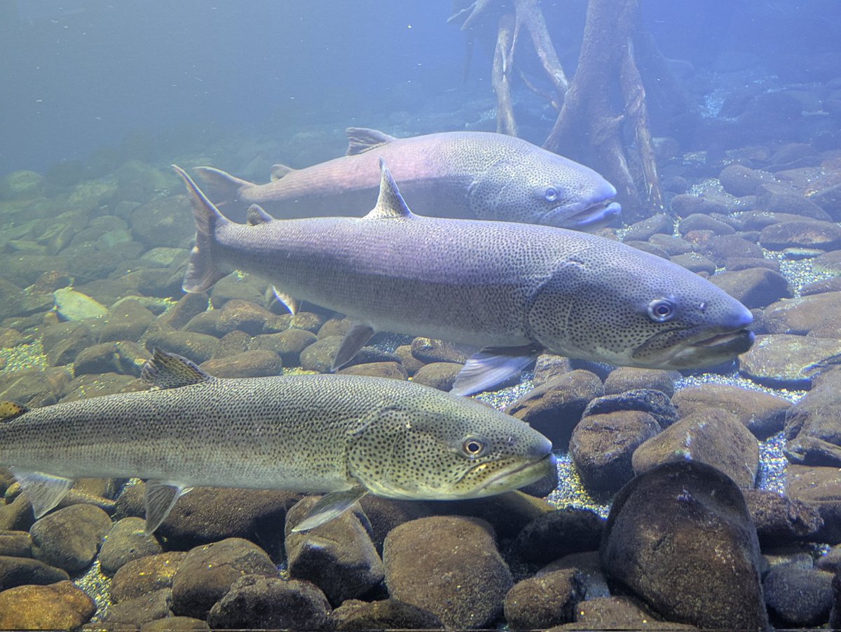 🐠プラナリア🐠 tweet media