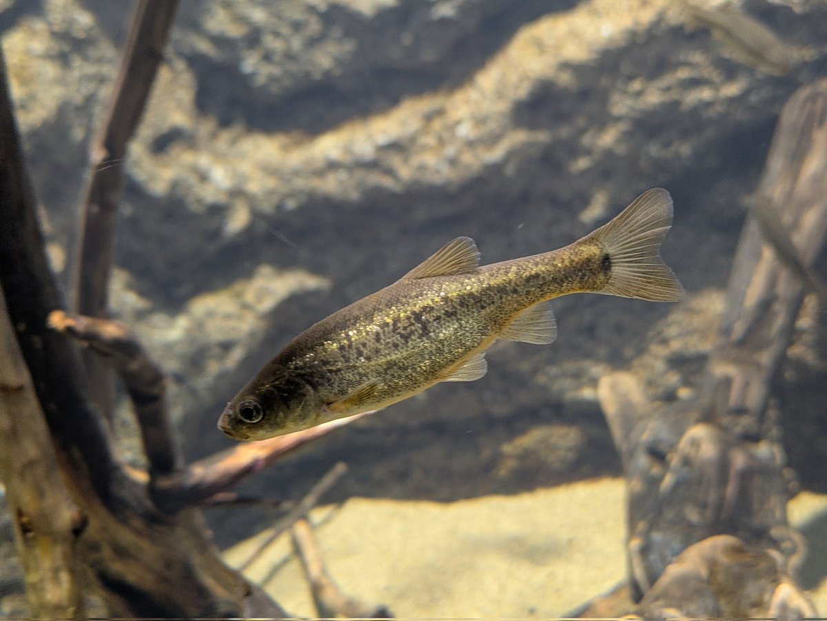 🐠プラナリア🐠 tweet media