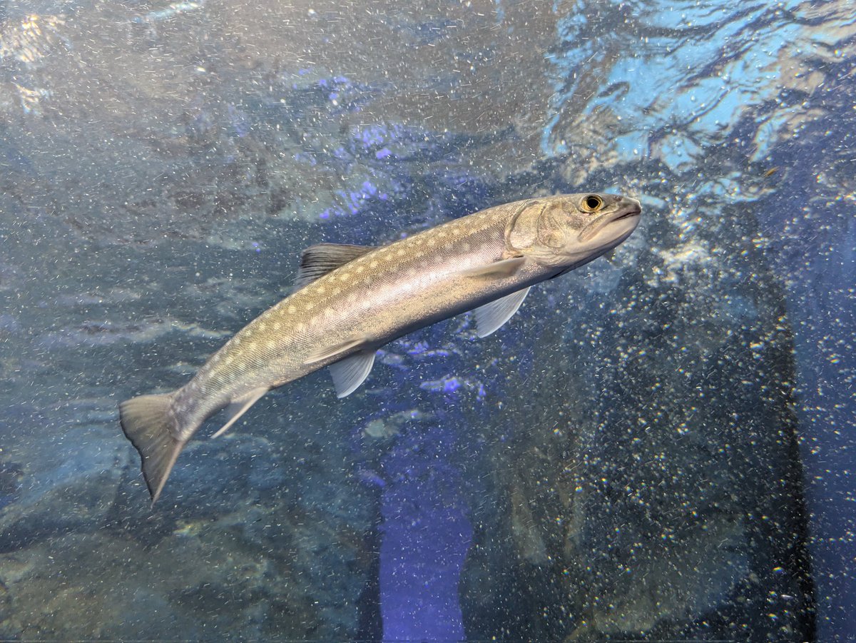 🐠プラナリア🐠 tweet media