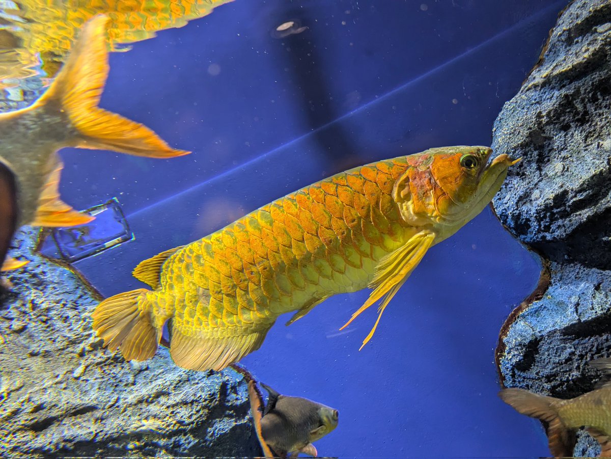 🐠プラナリア🐠 tweet media