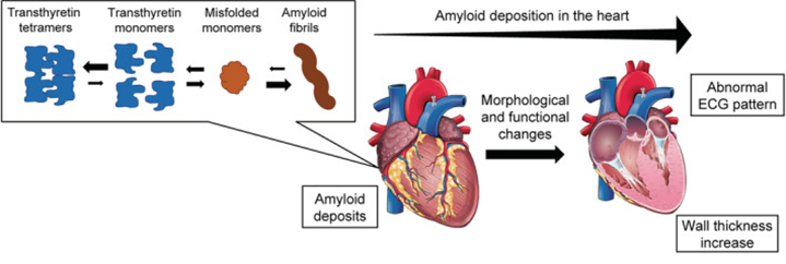 cardio-met tweet media