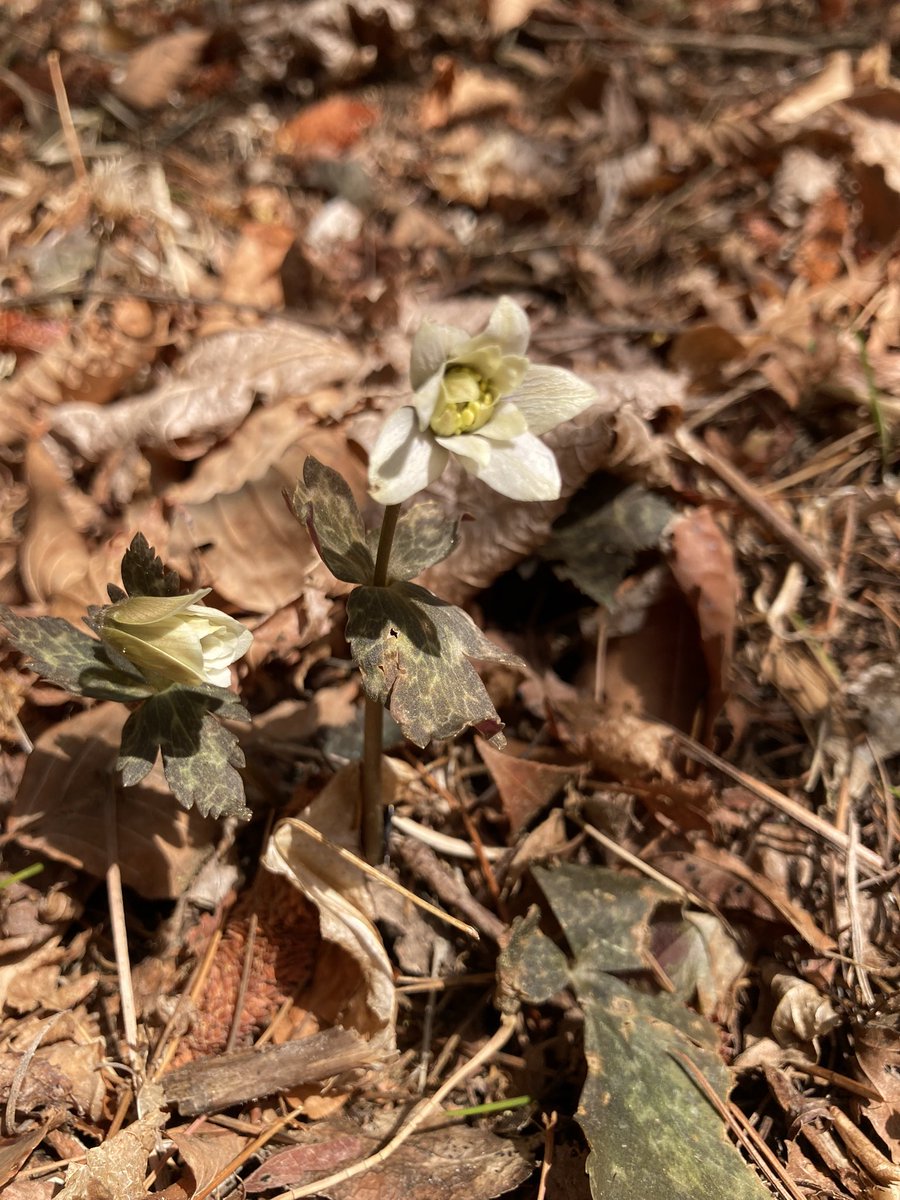 六甲高山植物園 tweet media
