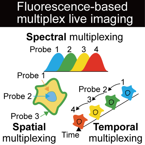 Cell Structure and Function tweet media