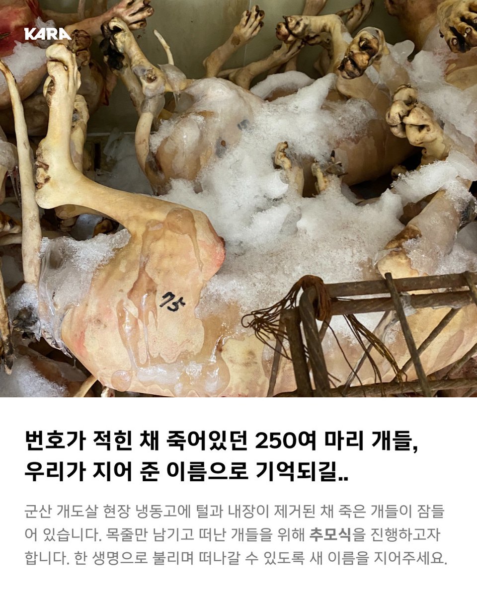 동물권행동 카라 tweet media