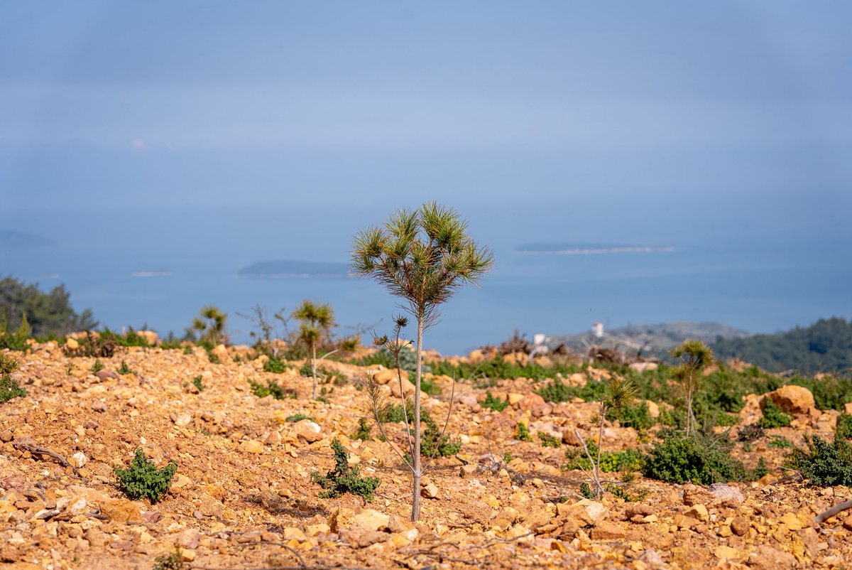 İzmir Orman Bölge Müdürlüğü tweet media