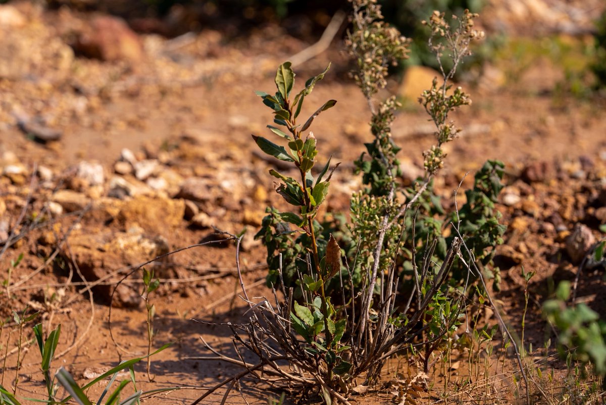 İzmir Orman Bölge Müdürlüğü tweet media