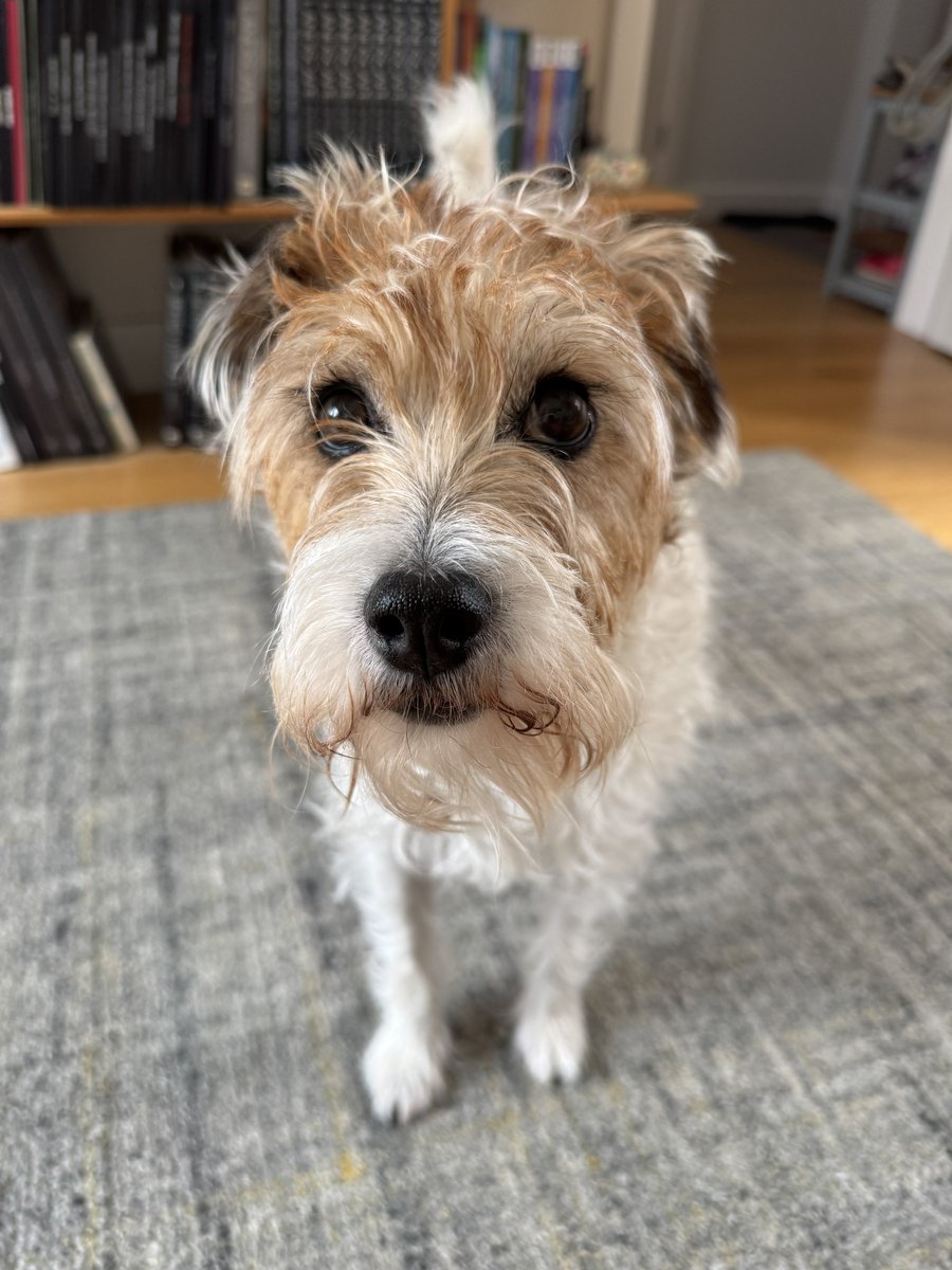 Pebble PR Terrier tweet media