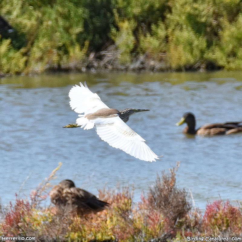 El Herrerillo tweet media