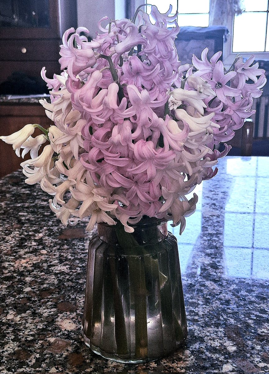 #BuongiornoATutti
I primi giacinti dell'anno.
Purtoppo, mancano quelli celesti.
Ma il profumo che mandano é stupendo.
Buongiorno anche a te, <a href="/yusur_fjaril/">Seo Yusur Fjäril 🏳‍⚧</a>, amore mio 😘!