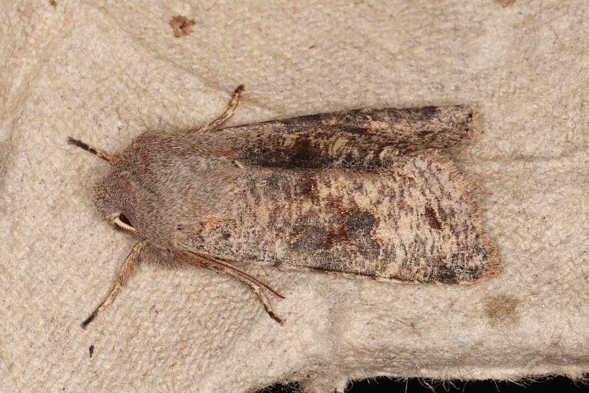 David Emley tweet media