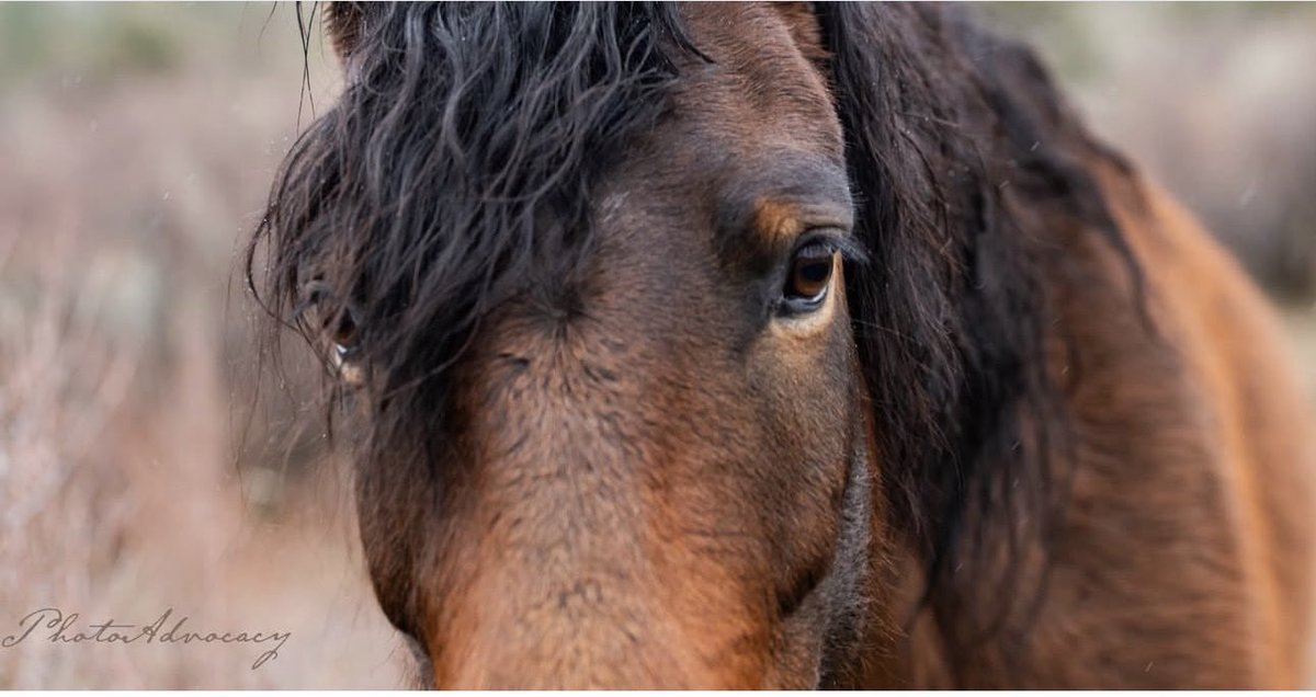 skydogsanctuary's tweet image. As stunningly beautiful and intelligent as her namesake, #mare Hedy Lamarr comes from the Bible Springs complex in #Utah. The BLM permits 16 grazing allotments equating to 3,044 cows and 1,674 sheep, while allowing only 80-170 #wildhorses on this 216,000-acre HMA.