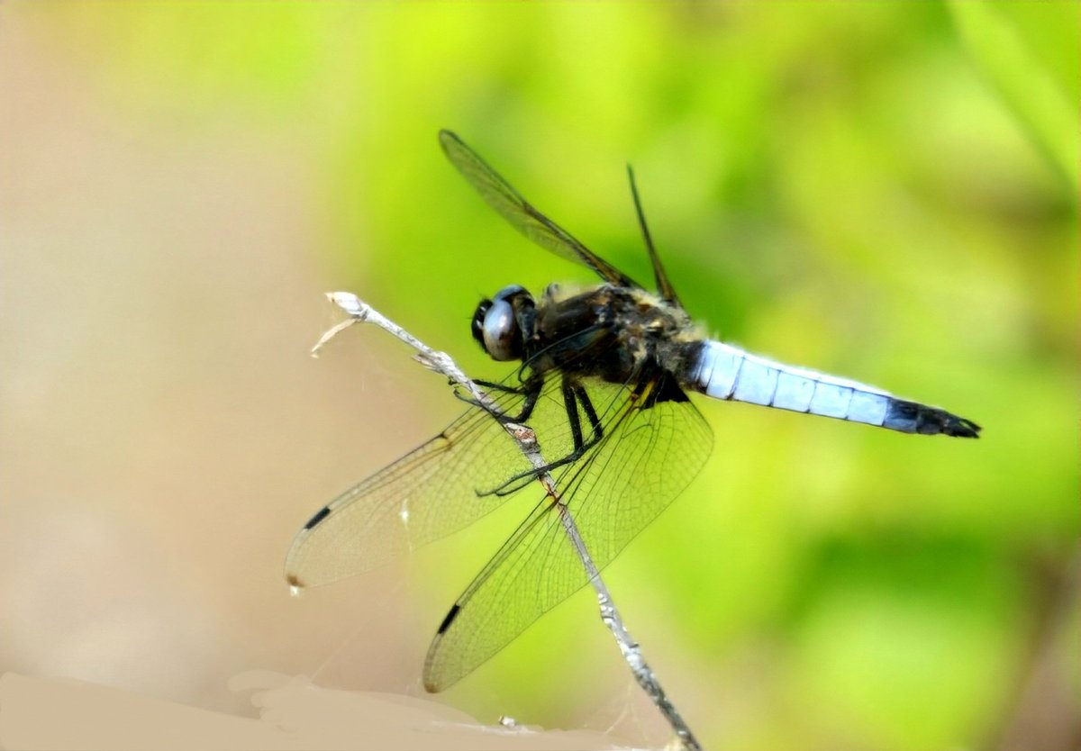 maryvanderes's tweet photo. #Dag17 #Libellente

#Bruine_korenbout
#Libellula_fulva
#Scarce_Chaser.

Fijne dag gewenst. https://t.co/AL8ds9gkvz