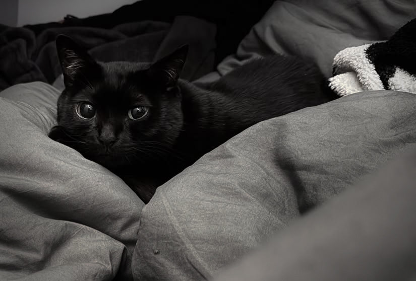 ✦YUI✦ tweet media