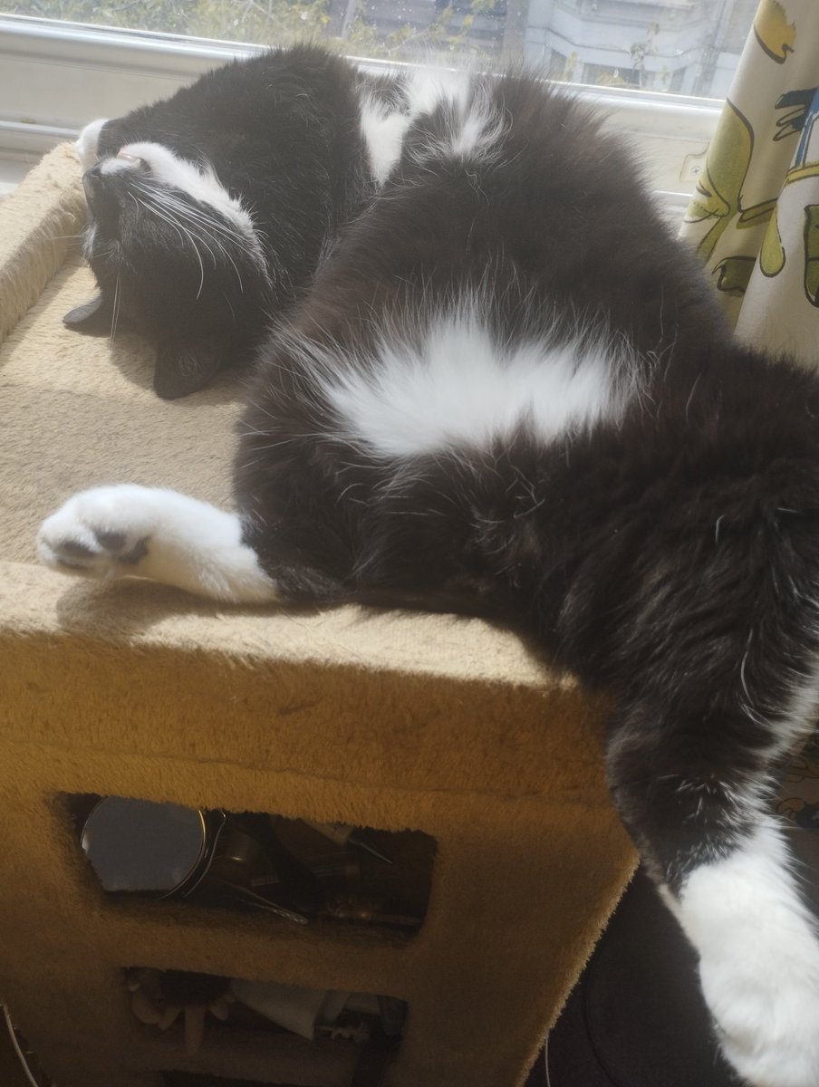 Happy St Gertrude's Day... Just saying (and no the cat is not broken)