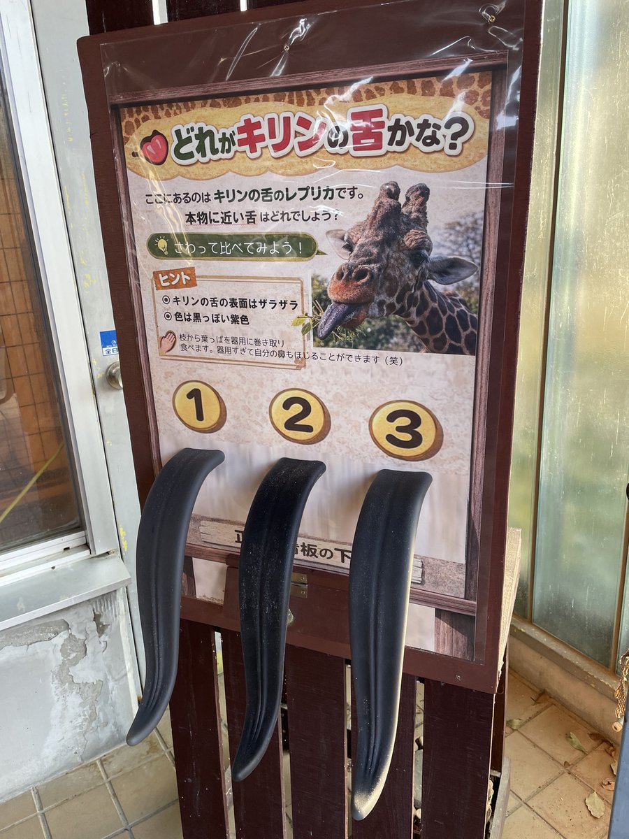 浜松市動物園【公式】 tweet media