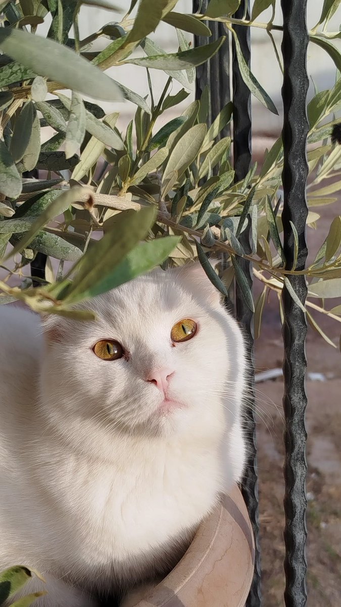 H.K 🐈 tweet media