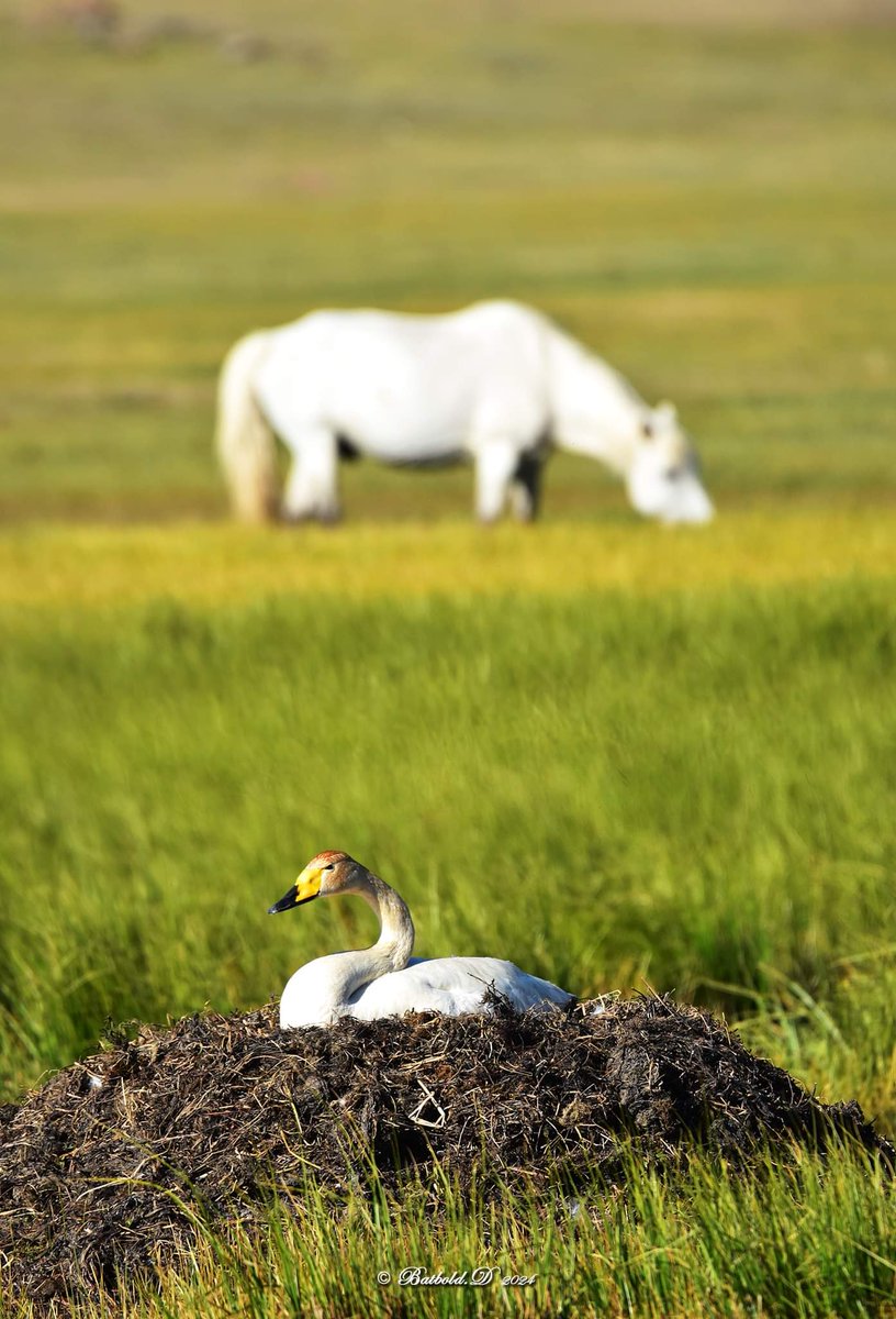🇲🇳 Nomadic_life_style 🇲🇳 tweet media