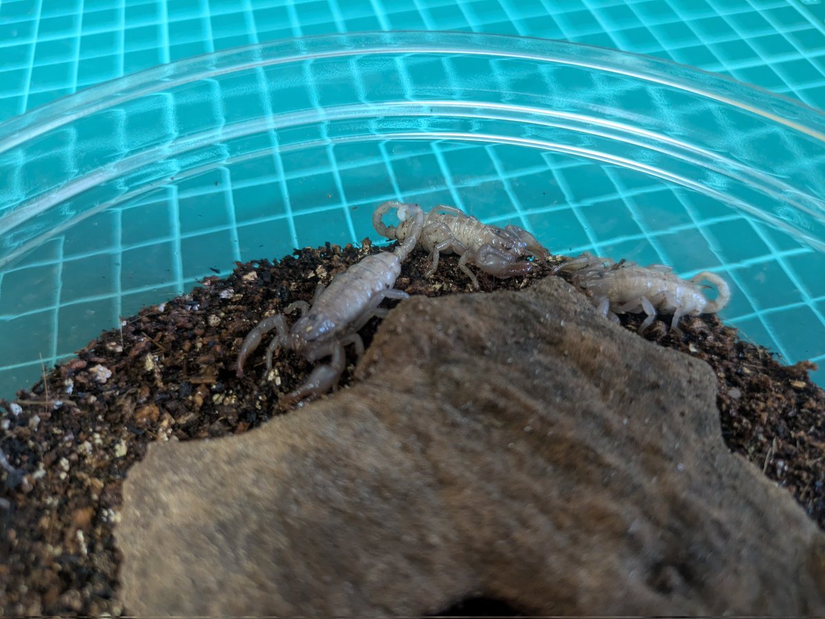 今村@ワラダンキングダムの人 tweet media