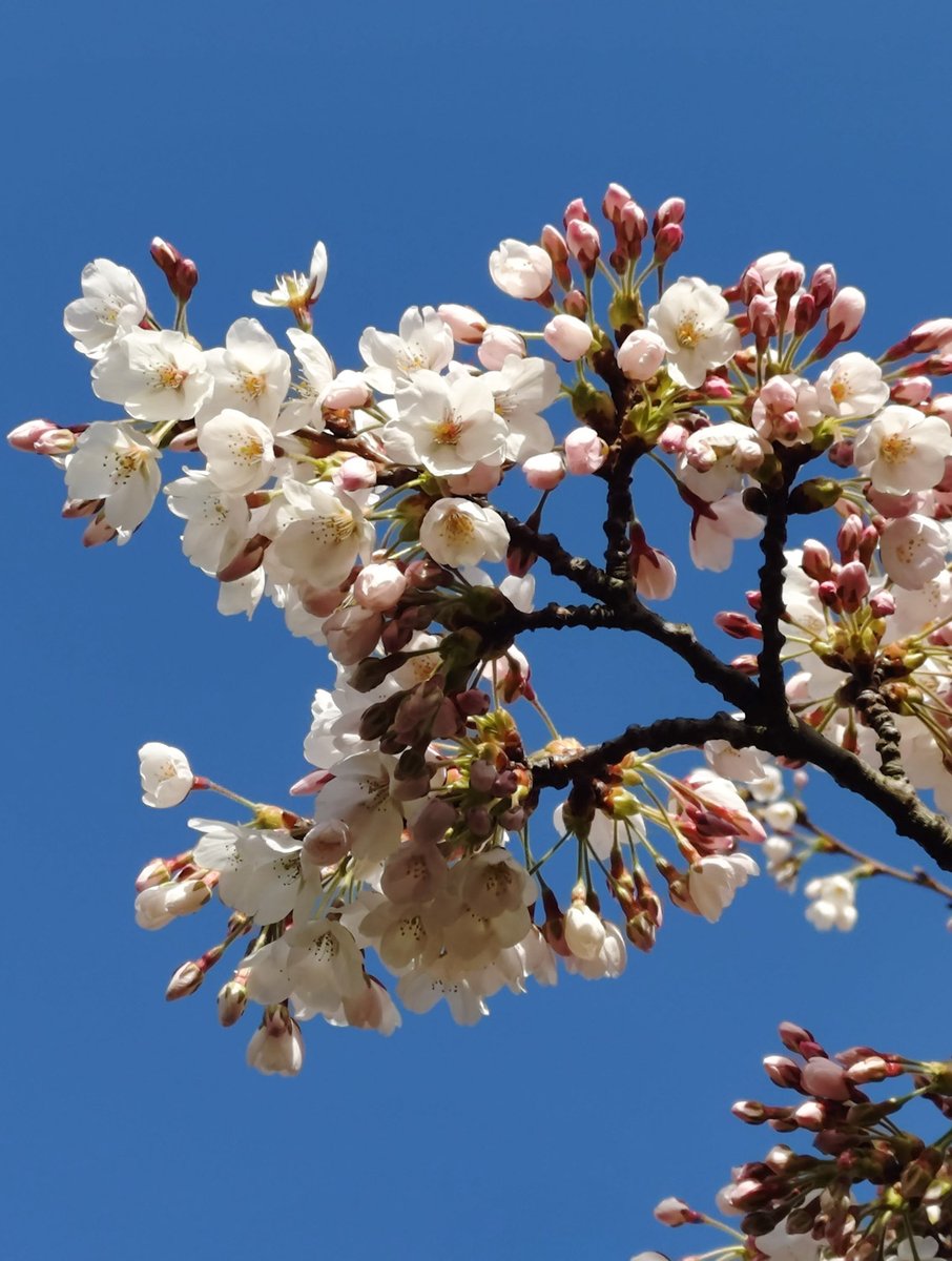 ミイル Miiru tweet media