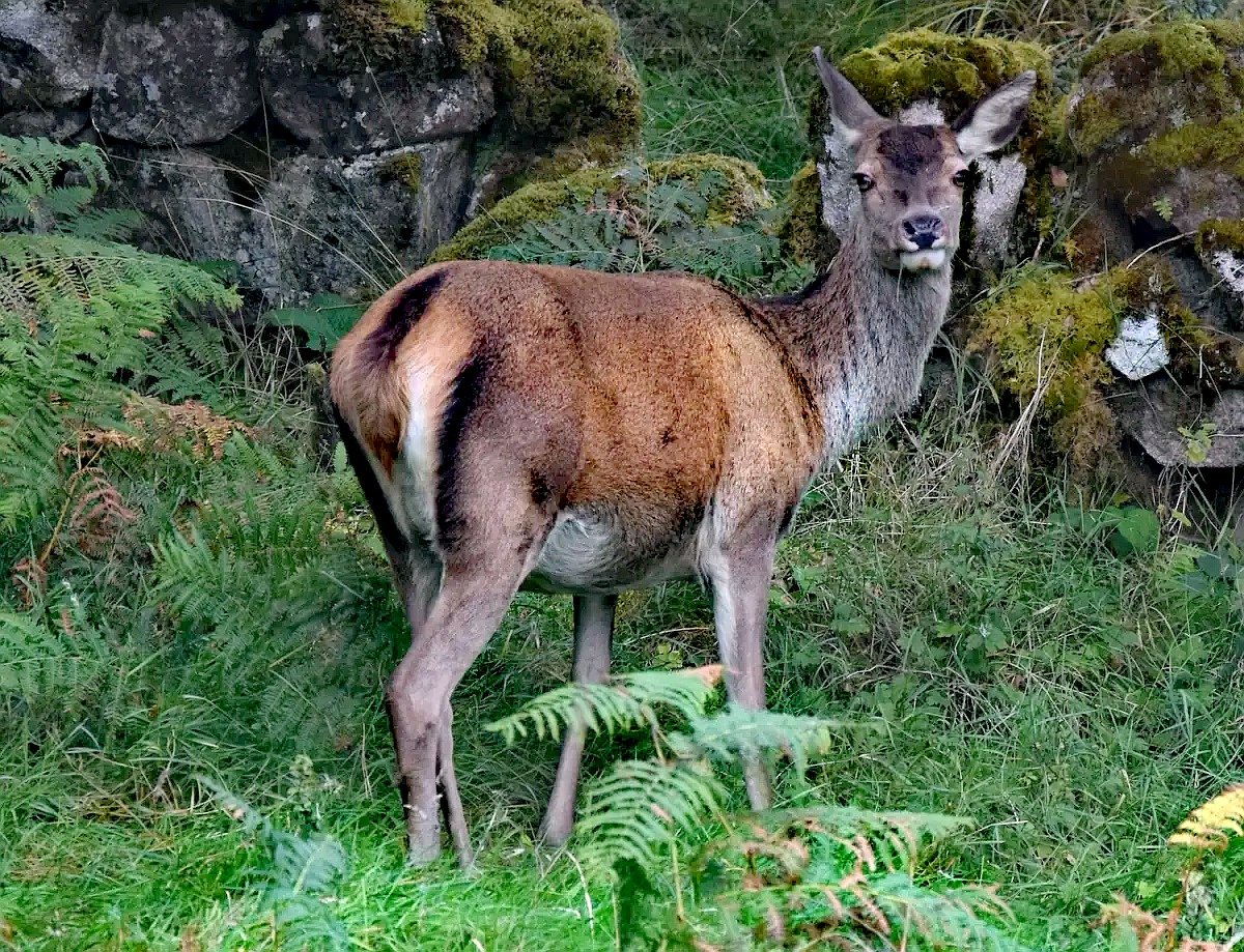 Gweebarra Conservation Group tweet media