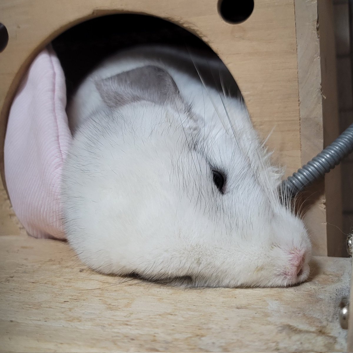 だぱんだ@しっぽくらぶ tweet media