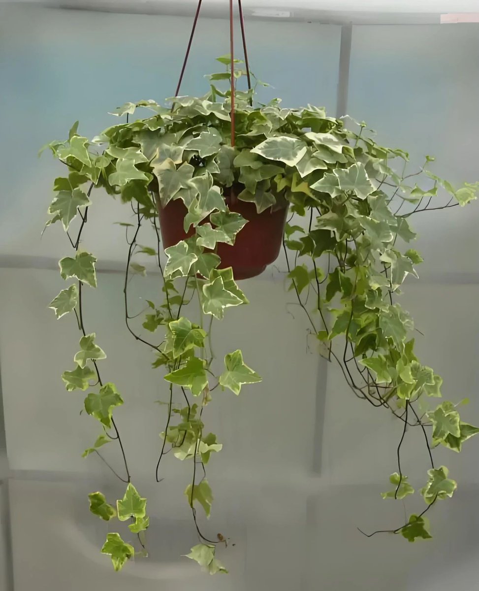 hellen cuevas tweet media