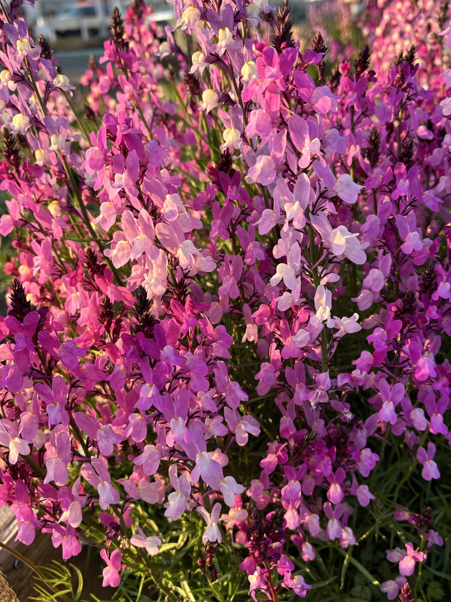 ぽんちゅ tweet media