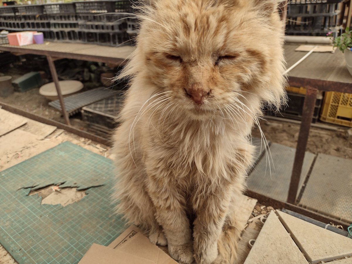 potepotemm's tweet photo. さて　カプコンから
日常に戻った私は

ボロ雑巾の様な猫と遭遇する

ほんと　ボロボロのガリガリ
毛は抜けて　背中は怪我の後

これが人間と関わらなかった
野良猫の現実

良くここへ来たなぁ

まだ触れないし
雄か雌かもわからない

また長い闘いが始まるんだな

やれやれ😓😓😓

#猫　#ネコ https://t.co/EbwBSZ64aG
