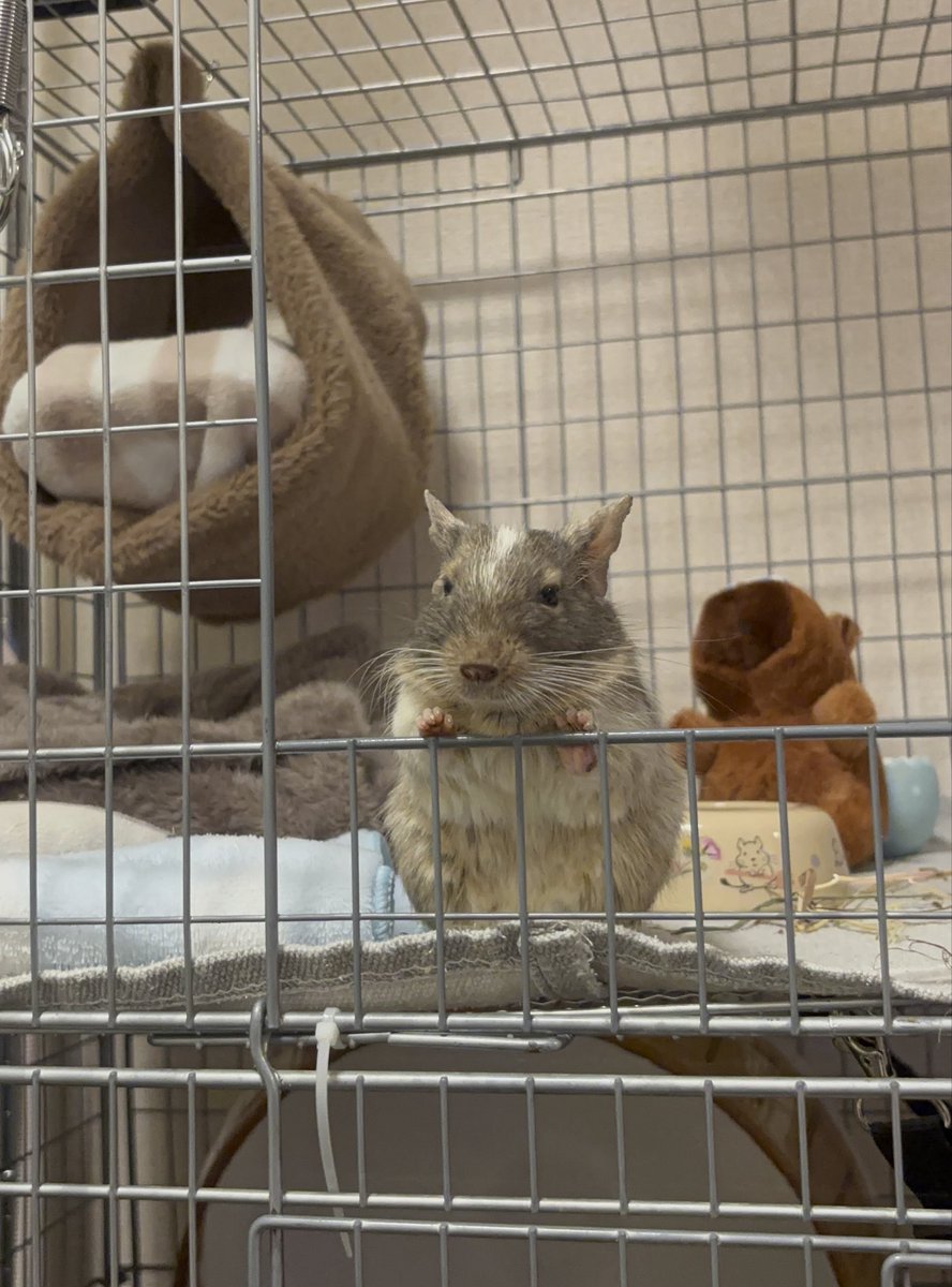 監視のおしごと🐭✨

#デグー